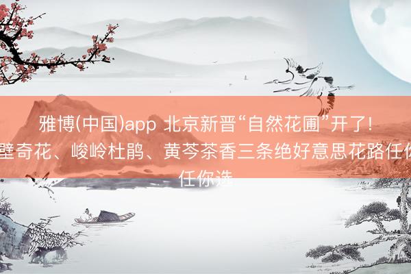 雅博(中国)app 北京新晋“自然花圃”开了! 崖壁奇花、峻岭杜鹃、黄芩茶香三条绝好意思花路任你选